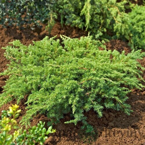 Borievka pobrežná Schlager, výška 30/40 cm, v črepníku P9 Juniperus conferta ‘Schlager‘
