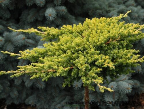 Borievka poliehavá Kishiogima, 15/20 cm, v črepníku Juniperus procumbens Kishiogima