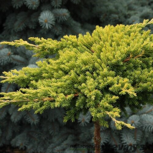 Borievka poliehavá Kishiogima, 15/20 cm, v črepníku Juniperus procumbens Kishiogima