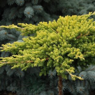 Borievka poliehavá Kishiogima, 15/20 cm, v črepníku Juniperus procumbens Kishiogima