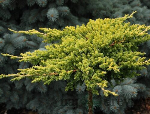 Borievka poliehavá Kishiogima, 15/20 cm, v črepníku Juniperus procumbens Kishiogima