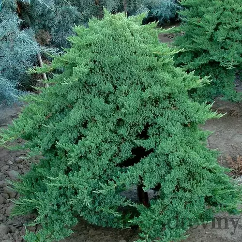Borievka poliehavá Nana, 20/30 cm, v črepníku Juniperus procumbens Nana