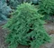 Borievka poliehavá Nana, 20/30 cm, v črepníku Juniperus procumbens Nana
