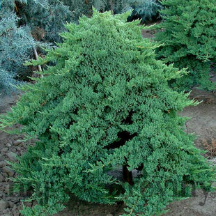 Borievka poliehavá Nana, 20/30 cm, v črepníku Juniperus procumbens Nana