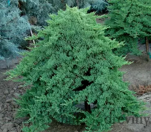 Borievka poliehavá Nana, 20/30 cm, v črepníku Juniperus procumbens Nana