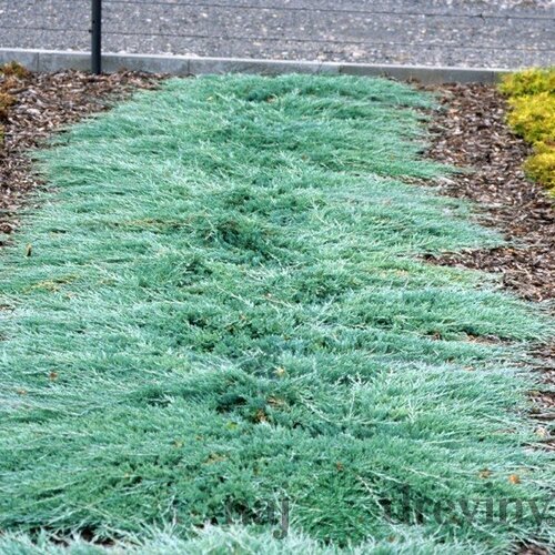 Borievka rozpestretá Glacier, výška 20/30 cm, v črepníku 3l Juniperus Horizontalis Glacier