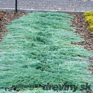 Borievka rozpestretá Glacier, výška 20/30 cm, v črepníku 3l Juniperus Horizontalis Glacier