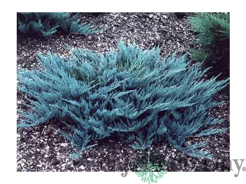 Borievka rozprestrená (Juniperus horizontalis)
