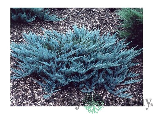 Borievka rozprestrená (Juniperus horizontalis)