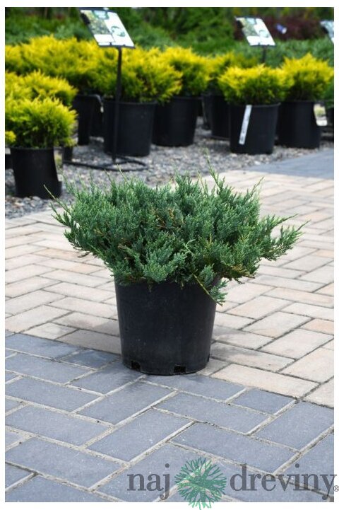 Borievka rozprestretá Blue Chip, výška 10/20 cm, v črepníku P9 Juniperus horizontalis Blue Chip