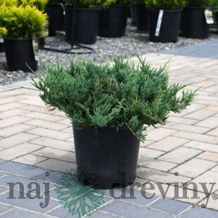 Borievka rozprestretá Blue Chip, výška 10/20 cm, v črepníku P9 Juniperus horizontalis Blue Chip