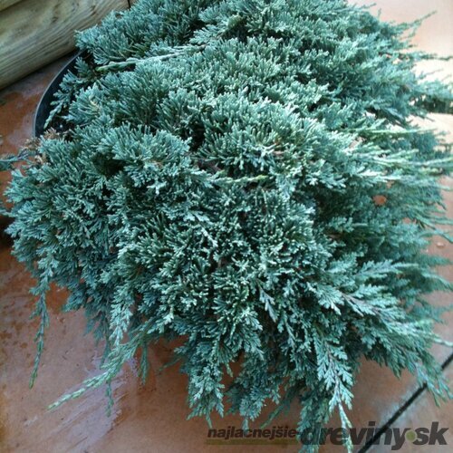 Borievka rozprestretá Blue Chip, výška 20/40cm, v črepníku 3 litre Juniperus horizontalis Blue Chip