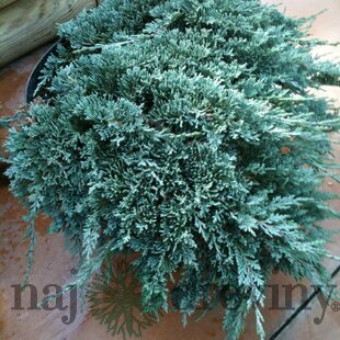 Borievka rozprestretá Blue Chip, výška 20/40cm, v črepníku 3 litre Juniperus horizontalis Blue Chip