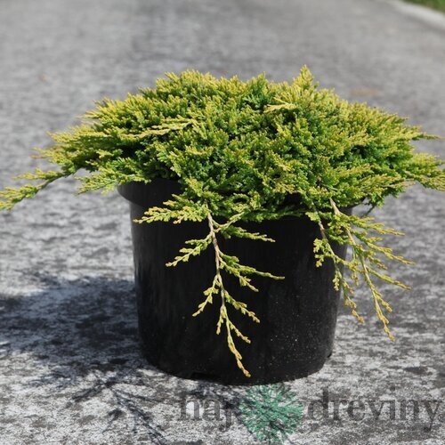 Borievka rozprestretá Golden Carpet 10/20 cm, v črepníku P9 Juniperus horizontalis Golden Carpet