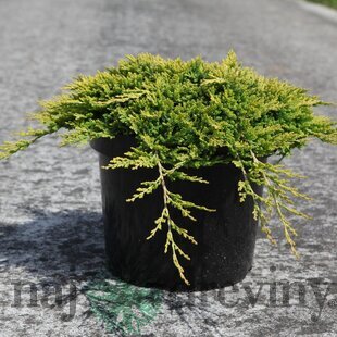 Borievka rozprestretá Golden Carpet 15/25 cm, v črepníku P9 Juniperus horizontalis Golden Carpet