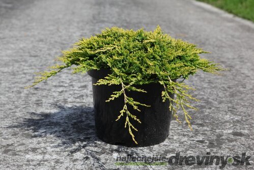 Borievka rozprestretá Golden Carpet 15/25 cm, v črepníku P9 Juniperus horizontalis Golden Carpet