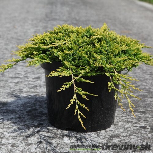 Borievka rozprestretá Golden Carpet 15/25 cm, v črepníku P9 Juniperus horizontalis Golden Carpet