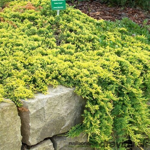 Borievka rozprestretá Golden Carpet 25/35 cm, v črepníku 3l Juniperus horizontalis Golden Carpet