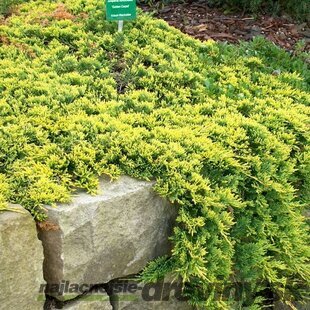 Borievka rozprestretá Golden Carpet 25/35 cm, v črepníku 3l Juniperus horizontalis Golden Carpet