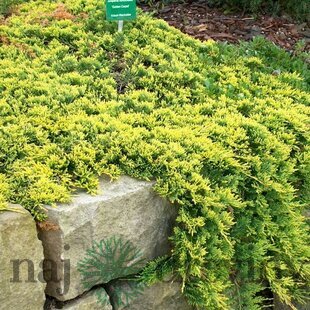 Borievka rozprestretá Golden Carpet 25/35 cm, v črepníku 3l Juniperus horizontalis Golden Carpet