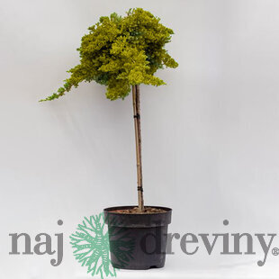 Borievka rozprestretá Golden Carpet obvod 10/12cm, výška 80/100 cm na kmienku, v črepníku Juniperus horizontalis Golden Carpet