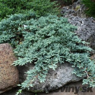 Borievka rozprestretá Icee Blue 20/30 cm Juniperus horizontalis Icee Blue