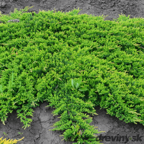 Borievka rozprestretá /koberec/ Prince of Wales, v črepníku 30/40 cm Juniperus horizontalis Prince of Wales