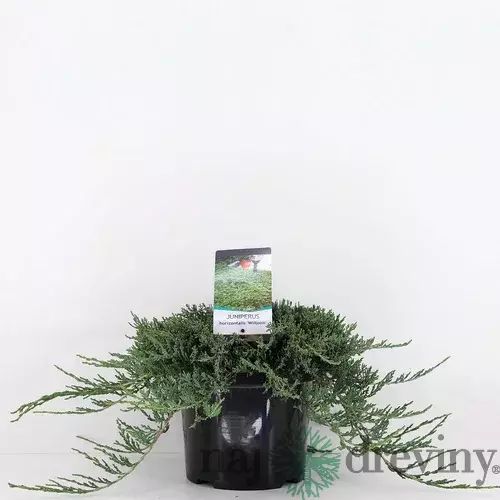 Borievka rozprestretá Wiltoni, výška 10/20 cm, v črepníku P9 Juniperus horizontalis Wiltoni