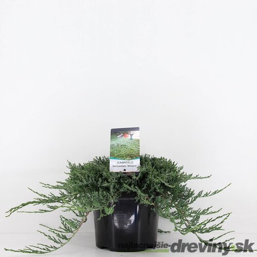 Borievka rozprestretá Wiltoni, výška 15/25 cm, v črepníku P9 Juniperus horizontalis Wiltoni
