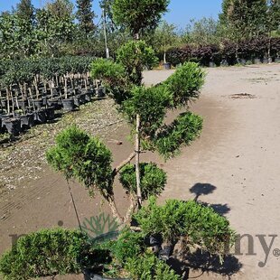 Borievka sabina Tamariscifolia, nádherný bonsaj, výška 120/140 cm, v črepníku 35l Juniperus sabina Tamariscifolia