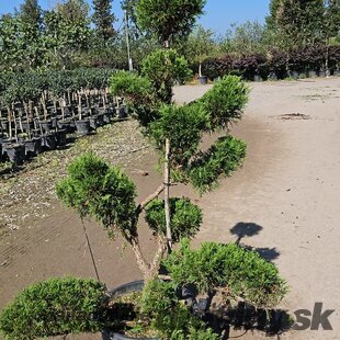 Borievka sabina Tamariscifolia, nádherný bonsaj, výška 120/140 cm, v črepníku 35l Juniperus sabina Tamariscifolia