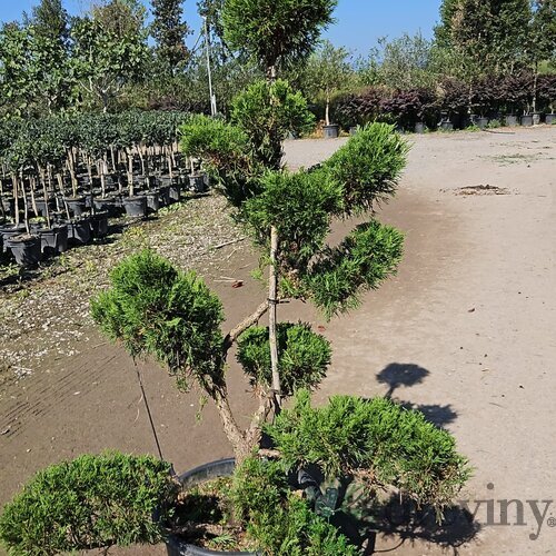 Borievka sabina Tamariscifolia, nádherný bonsaj, výška 120/140 cm, v črepníku 35l Juniperus sabina Tamariscifolia