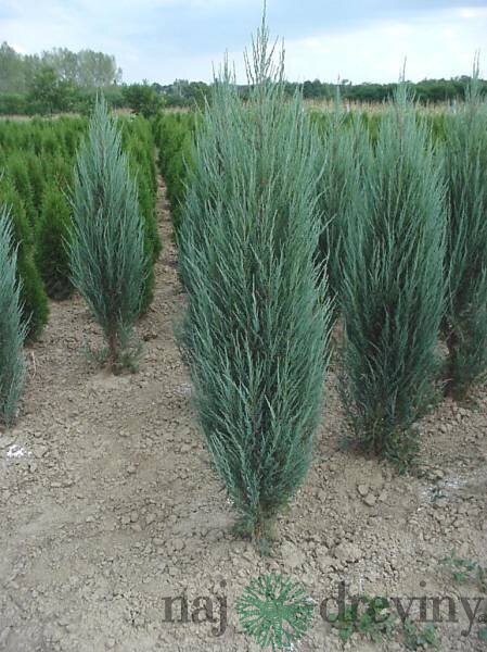 Borievka skalná (Juniperus scopulorum)