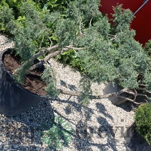 Borievka šupinatá Blue Carpet výška 120 cm, šírka 200 cm, v črepníku Juniperus squamata Blue Carpet