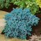 Borievka šupinatá Blue Star, v črepníku 15/25 cm Juniperus squamata Blue Star