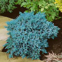 Borievka šupinatá Blue Star, v črepníku 15/25 cm Juniperus squamata Blue Star