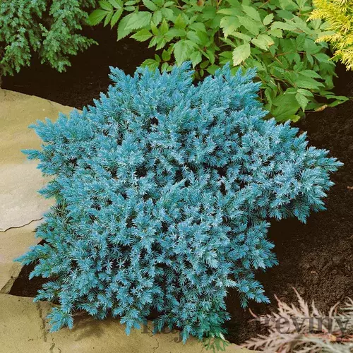 Borievka šupinatá Blue Star, v črepníku 15/25 cm Juniperus squamata Blue Star