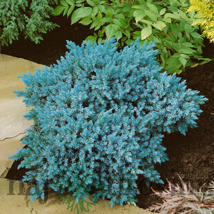 Borievka šupinatá Blue Star, v črepníku 20/30 cm Juniperus squamata Blue Star