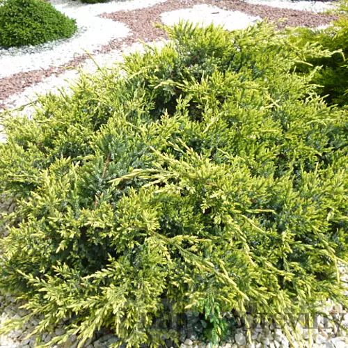 Borievka šupinatá Holger, výška 20/30cm, v črepníku Juniperus squamata Holger