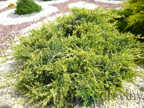 Borievka šupinatá Holger, výška 20/30cm, v črepníku Juniperus squamata Holger