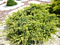 Borievka šupinatá Holger, výška 20/30cm, v črepníku Juniperus squamata Holger