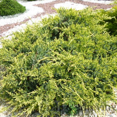 Borievka šupinatá Holger, výška 20/30cm, v črepníku Juniperus squamata Holger