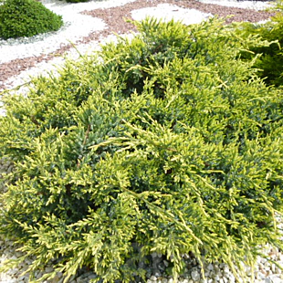 Borievka šupinatá Holger, výška 20/30cm, v črepníku Juniperus squamata Holger