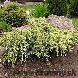 Borievka šupinatá Hunnetorp, výška 20/30 cm, v črepníku Juniperus squamata Hunnertorp