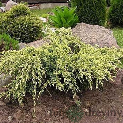 Borievka šupinatá Hunnetorp, výška 20/30 cm, v črepníku Juniperus squamata Hunnertorp