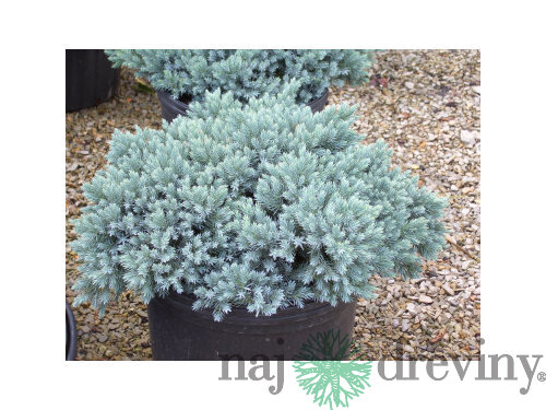 Borievka šupinatá (Juniperus Squamata)