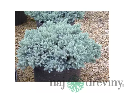 Borievka šupinatá (Juniperus Squamata)