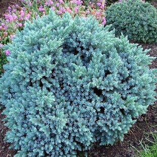 Borievka šupinatá Meyeri 20/30 cm, v črepníku Juniperus squamata ‘Meyeri‘