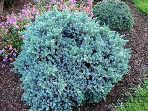 Borievka šupinatá Meyeri 20/30 cm, v črepníku Juniperus squamata ‘Meyeri‘