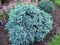 Borievka šupinatá Meyeri 20/30 cm, v črepníku Juniperus squamata ‘Meyeri‘